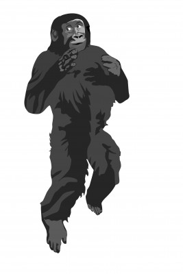 chest beating gorilla